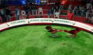 Đá Gà 3D Tại JBO