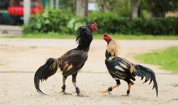 Sảnh đá gà GA28 tại JBO sở hữu nhiều chiến kê đầy uy mãnh