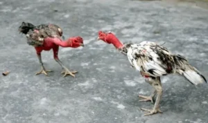 đá gà Sabong tại JBO